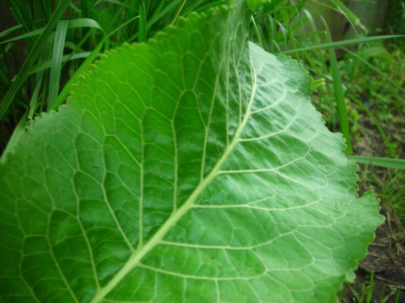 hren za cervikalnu osteohondrozu