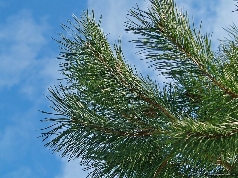 igle za liječenje cervikalne osteohondroze